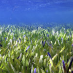 largest plant 43773 273f837e84d34bea9bccf94cfcd1d724 676x451 93652