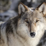 wolf attack sheep killed 12790 154a20026d1241ff90c1bbfd62cb521b 676x451 169315.jpg
