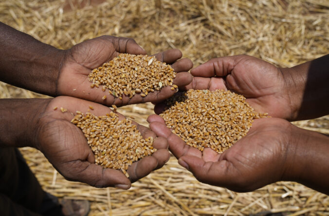 zimbabwe wheat 00341 676x443 178566.jpg