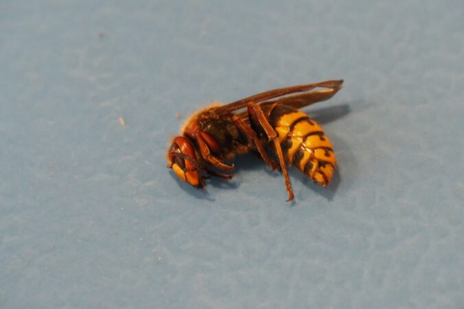 img 20251002 114901 689 676x450 183509.jpg