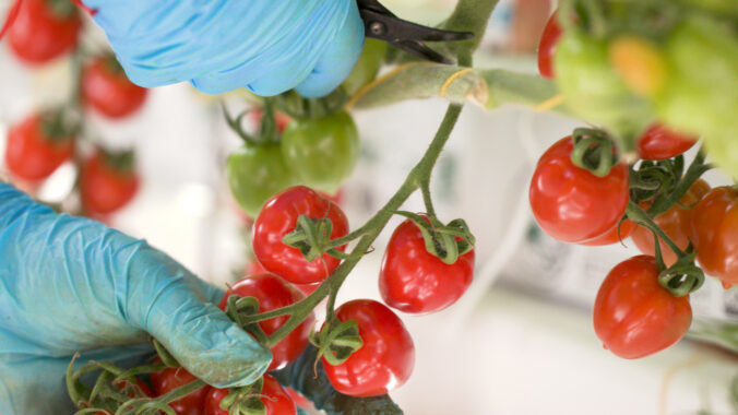 paradajkovo41 676x380 193404.jpg