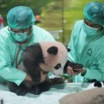 indonesia giant panda 88365 676x451 206061