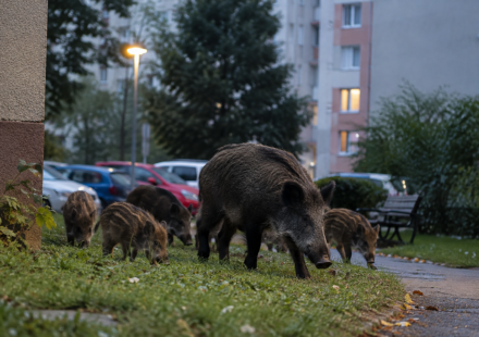 zverina AktualizovaneSpravodajstvo 15092026