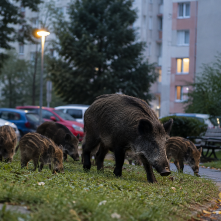 zverina AktualizovaneSpravodajstvo 15092026